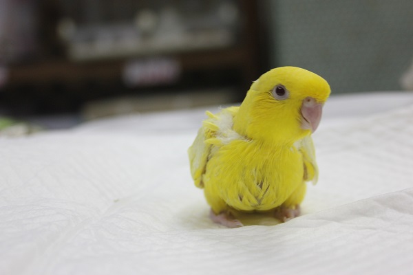 サザナミインコ