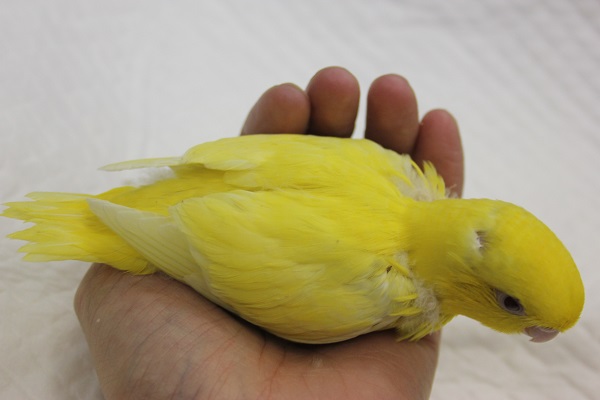 サザナミインコ
