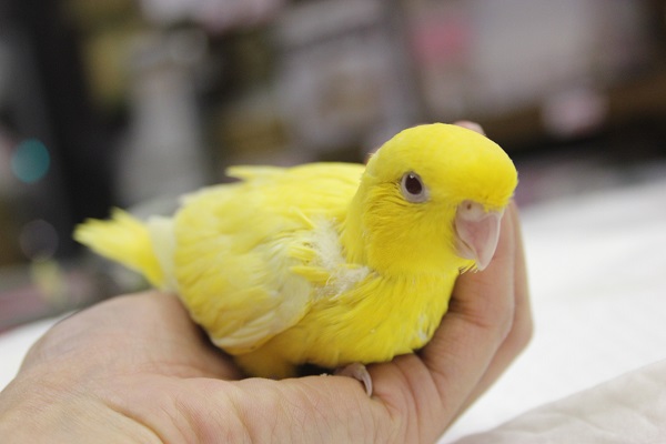 サザナミインコ