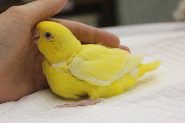 サザナミインコ
