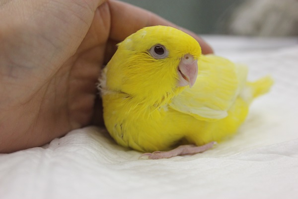 サザナミインコ