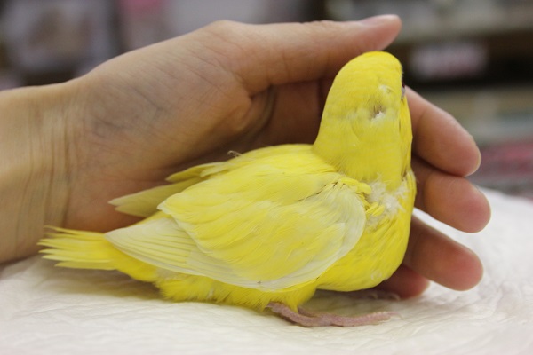 サザナミインコ