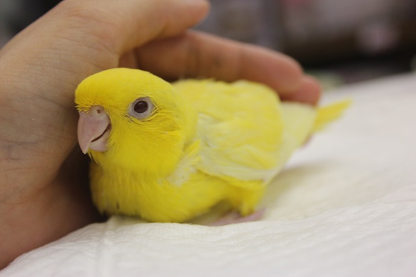 サザナミインコ