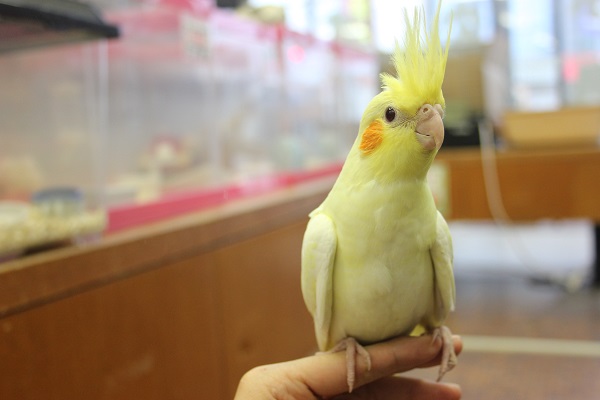 オカメインコ