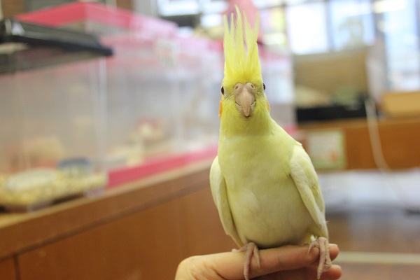 オカメインコ