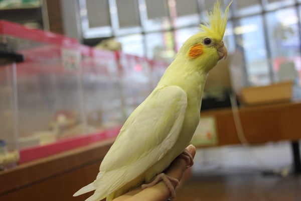 オカメインコ