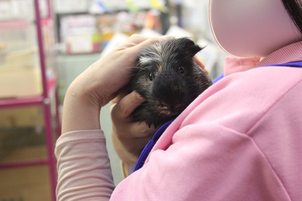 クレステッドモルモット