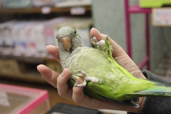オキナインコ