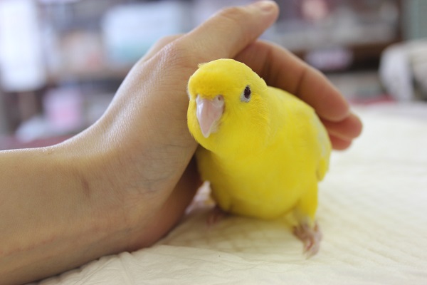 サザナミインコ