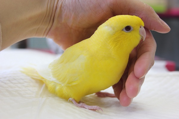サザナミインコ