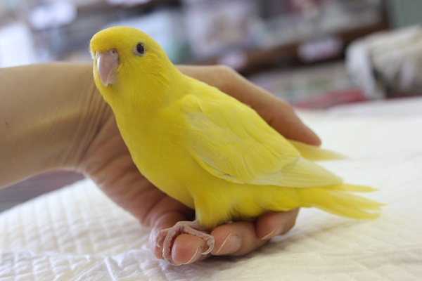 サザナミインコ
