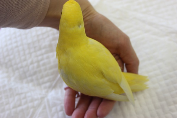 サザナミインコ