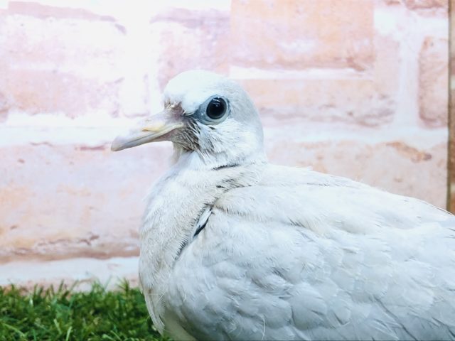 ジュズカケバト