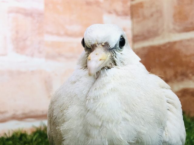 ジュズカケバト