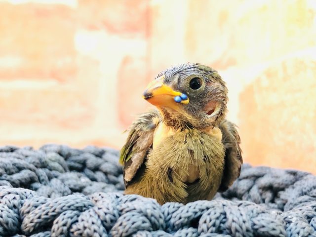ヒノマルチョウ（日の丸鳥）