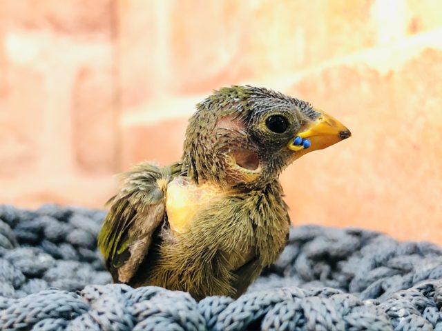 ヒノマルチョウ（日の丸鳥）