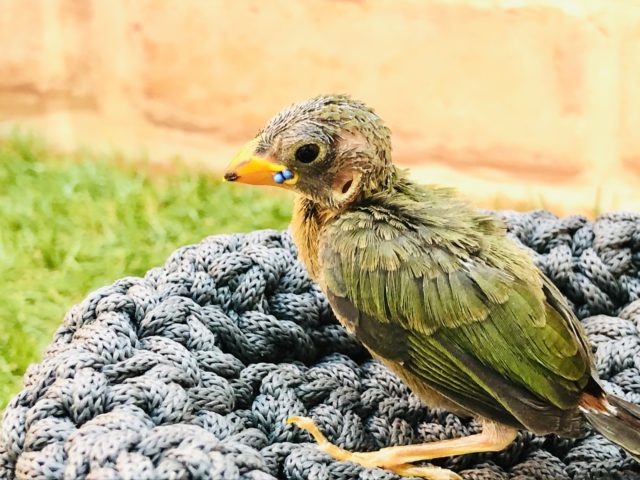 ヒノマルチョウ（日の丸鳥）
