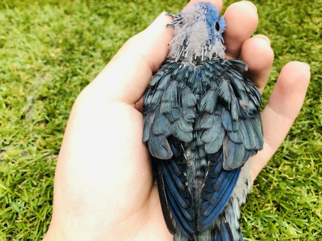 サザナミインコ