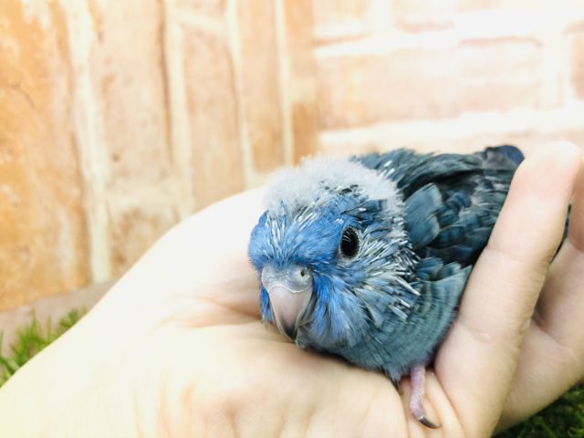 サザナミインコ
