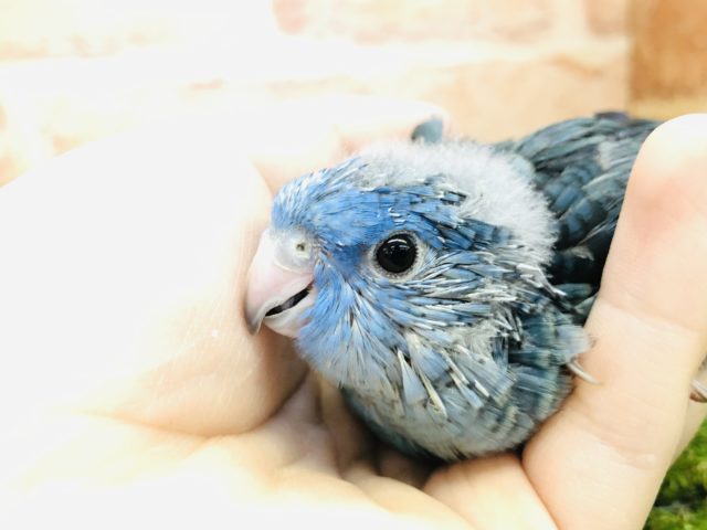 サザナミインコ