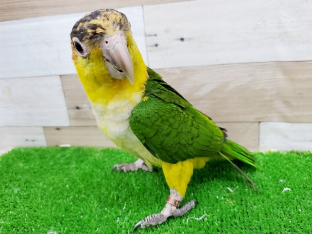 シロハラインコ