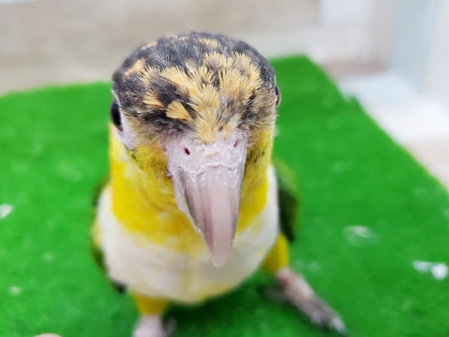 シロハラインコ