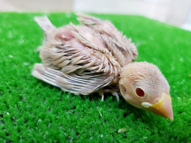 シナモン文鳥