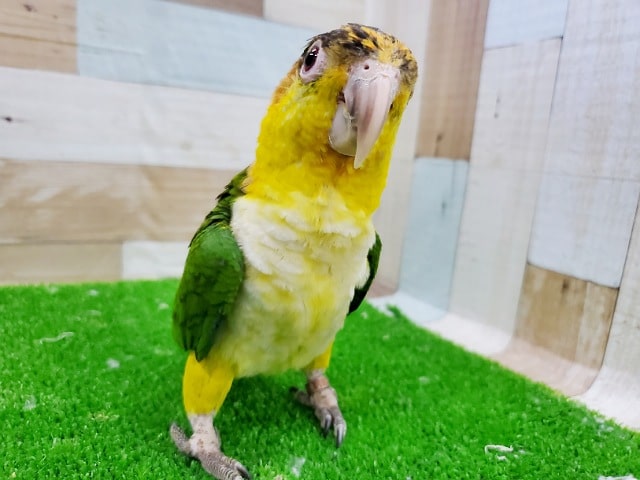 シロハラインコ