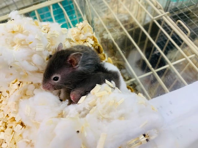 ゴールデンハムスター