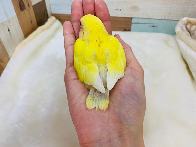 コザクラインコ（小桜インコ）