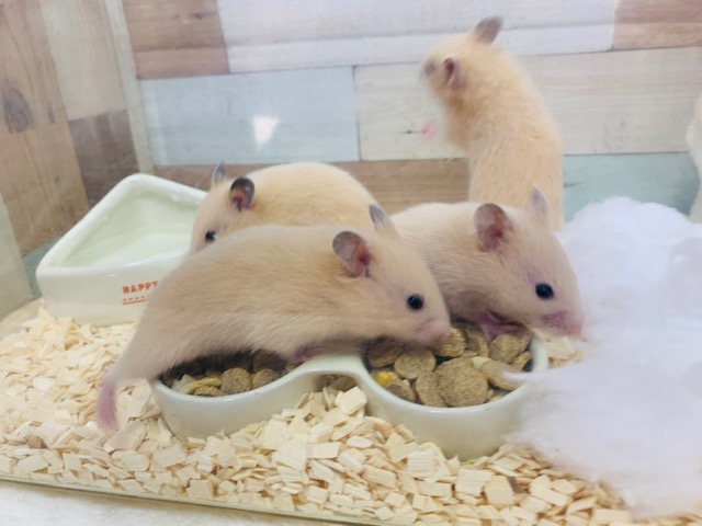 ゴールデンハムスター