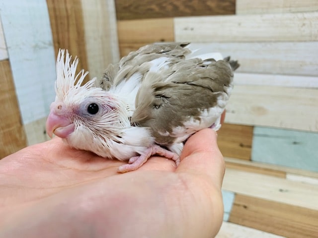 オカメインコ