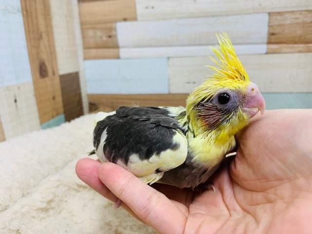 オカメインコ