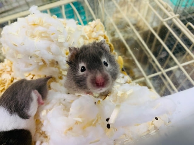 ゴールデンハムスター