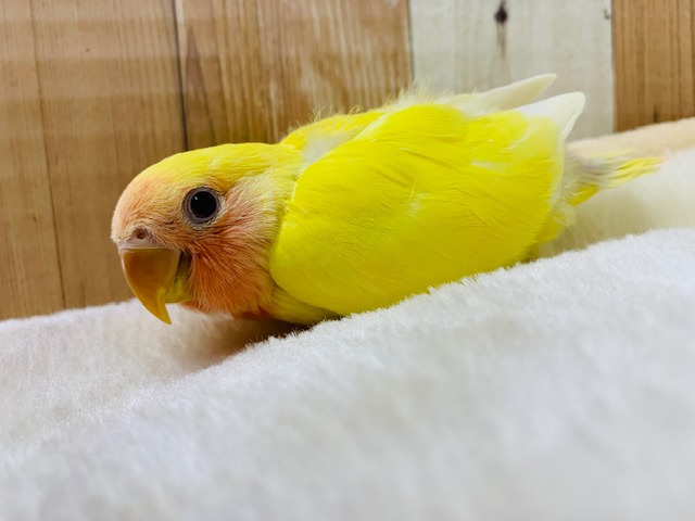 コザクラインコ（小桜インコ）
