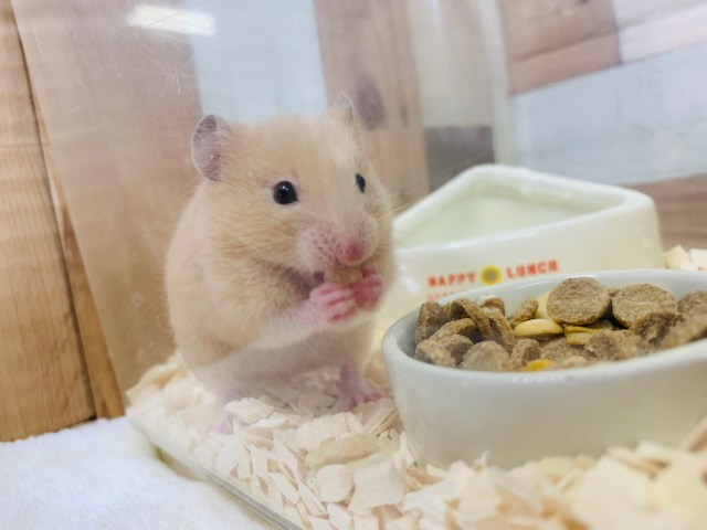 ゴールデンハムスター