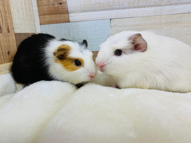 クレステッドモルモット