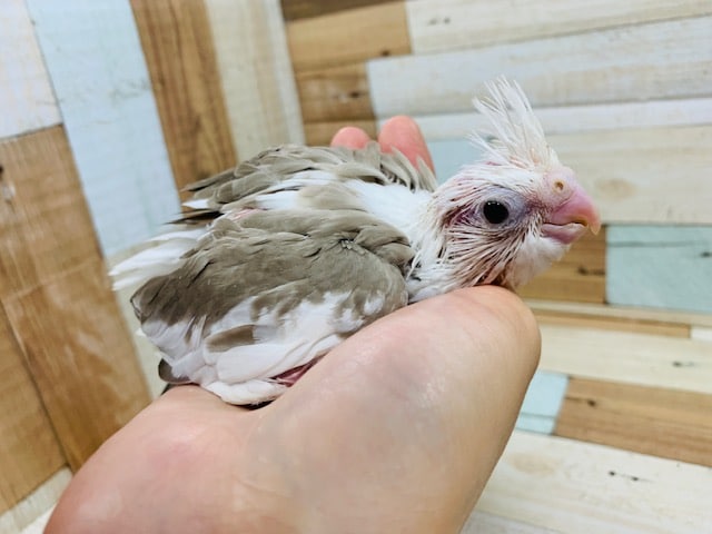 オカメインコ