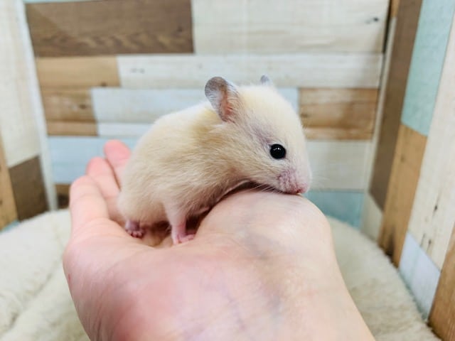 ゴールデンハムスター