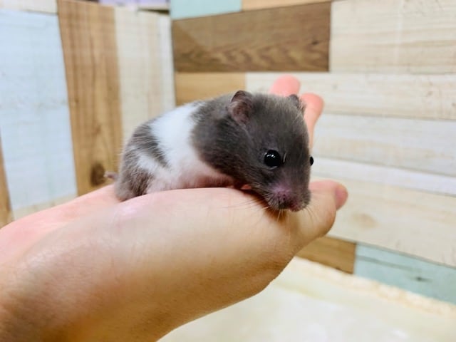 ゴールデンハムスター