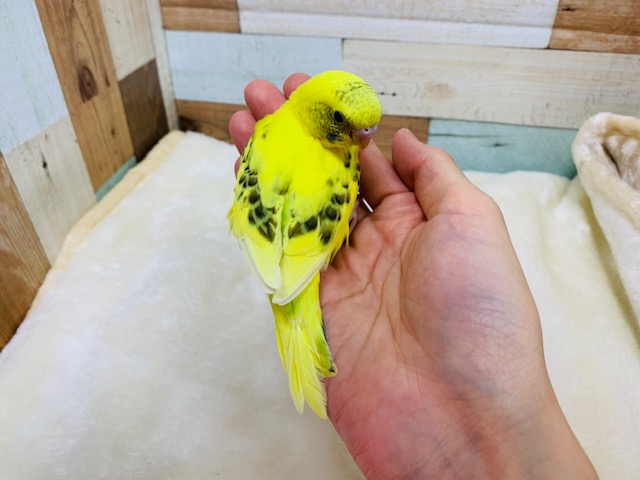 セキセイインコ