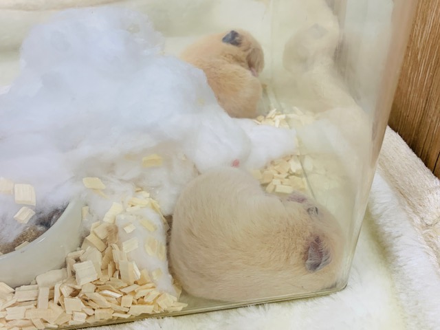 ゴールデンハムスター