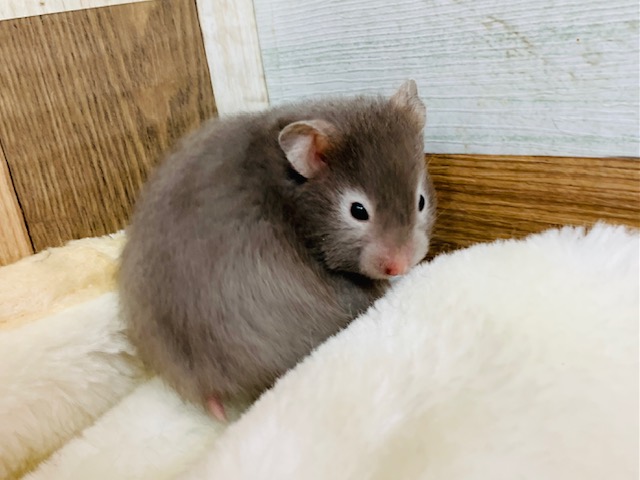 ゴールデンハムスター