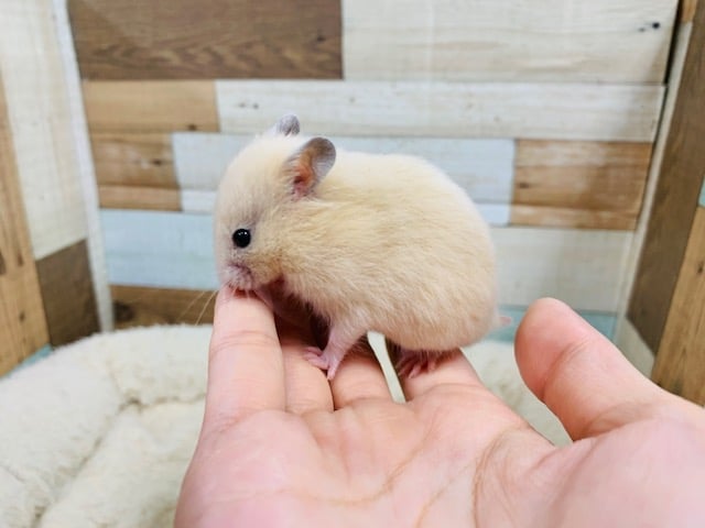 ゴールデンハムスター