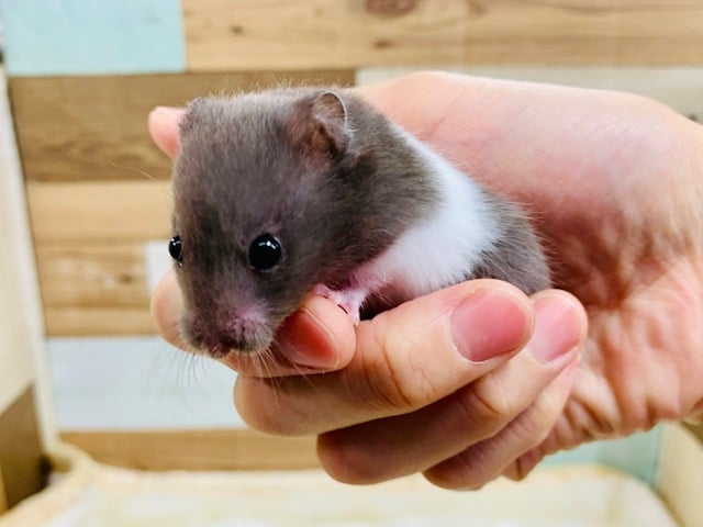 ゴールデンハムスター