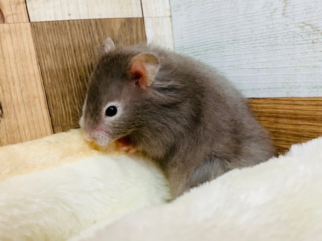 ゴールデンハムスター