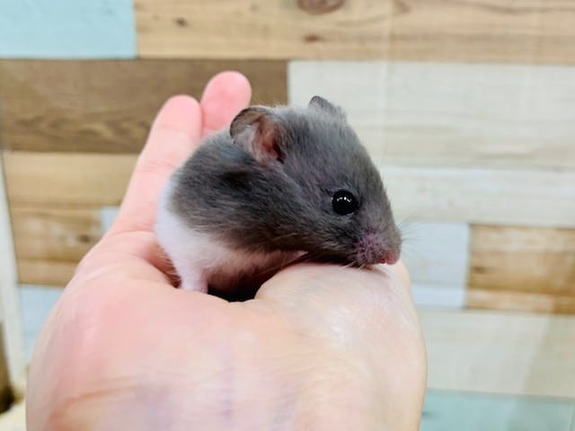 ゴールデンハムスター