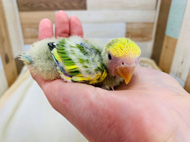 コザクラインコ（小桜インコ）