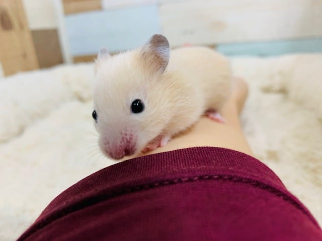 ゴールデンハムスター