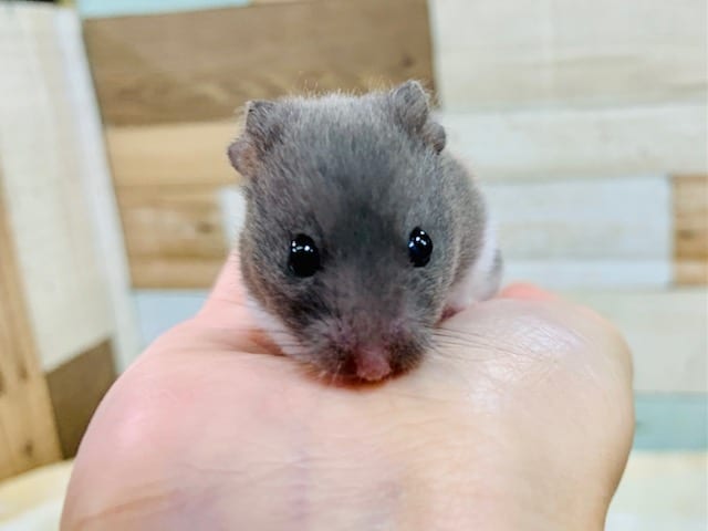 ゴールデンハムスター